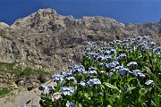 81 'Non ti scordar' (Myosotis) per la Corna Piana 